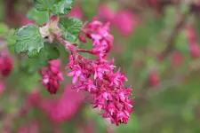 Haus Garten NET 2.webp