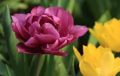 Tulpe pink gefuellt.webp