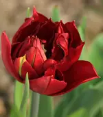 Tulpe rot gefuellt.webp