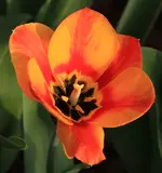 Tulpe zweifarbig 140401.webp