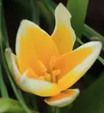 Wildtulpe gelb.webp