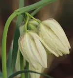 Schachbrettblume Drilling.webp