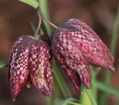 Schachbrettblume Zwilling.webp