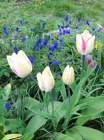 image.webp