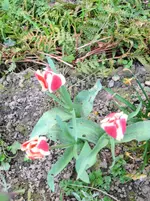 image.webp