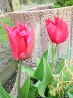 image.webp