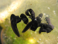 Froschlaich 01.04.14.webp