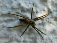 SPINNE_0005.webp