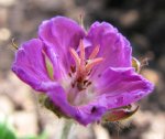 geranium 01.04.2014.jpg