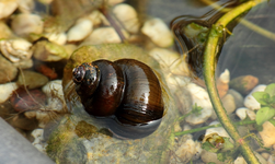Teichschnecke1_900.webp
