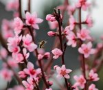 fleissiges Bienchen4 an Pfirischblüte_700.JPG