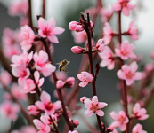 fleissiges Bienchen4 an Pfirischblüte_700.webp