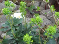SAM_3334.webp