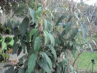SAM_3335.webp