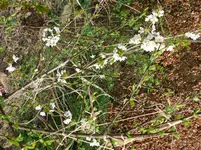 Obstbäume Kirsche blüht.webp