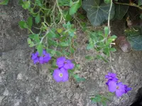 SAM_3339.webp