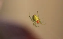 Spinne 140402.webp
