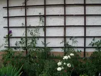 2013-07-14 Tomatenbeet mit Clematis.webp