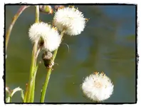 Samenpuschel.webp