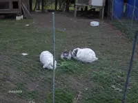 HPIM0345.webp