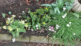 Blumen3.webp