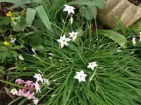 Blumen4.webp