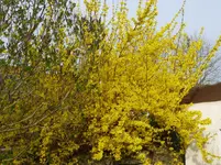 Blumen5.webp