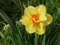 Blumen6.webp