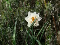 Blumen7.webp