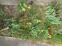 Blumenbeet.webp