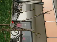 Obstbäume Süßkirsche.webp