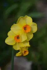 DSC_0643.webp
