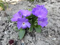 P1010181.webp