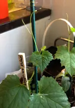 Luffa1.webp