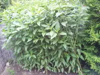 Staudensonnenblumen oder Topinambur.webp
