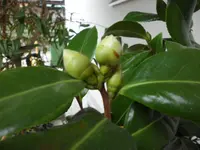 SAM_3351.webp