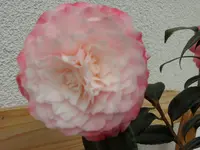 SAM_3353.webp