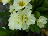 P1020076.webp
