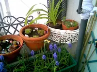 Balkon 2014.webp