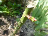 P1020232.webp