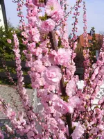 Mandelbäumchenblüte 3.4.2014.webp