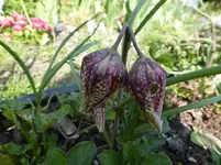 P1020206.webp