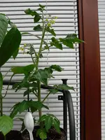 SAM_2031.webp