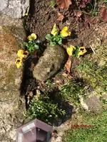 G_Stiefmütterchen_Gesicht__03.2014_mr.ditschy.webp