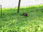 T_Ente_unten_Wiese_06_2013_mr.ditschy.JPG