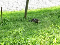 T_Ente_unten_Wiese_06_2013_mr.ditschy.webp