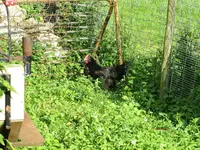T_Huhn_Wiese_unten_08_2013_mr.ditschy.webp