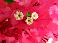 Drillingsblume_4022.webp