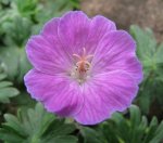 Geranium Elke 03.04.14.jpg