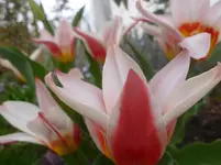 P1110856.webp